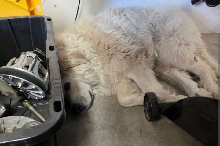Blue Collar Automotive shop dog resting in the shop